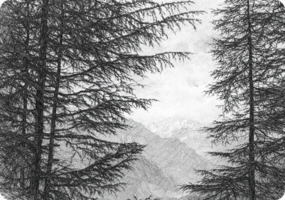 Pine branches in a snowy mountain forest