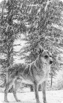 Dog standing in a snowy wooded area